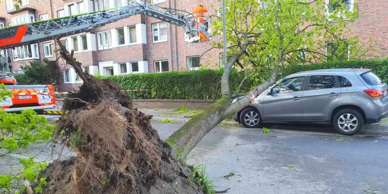 Ein gro&szlig;er Baum liegt umgest&uuml;rzt auf einem Auto.